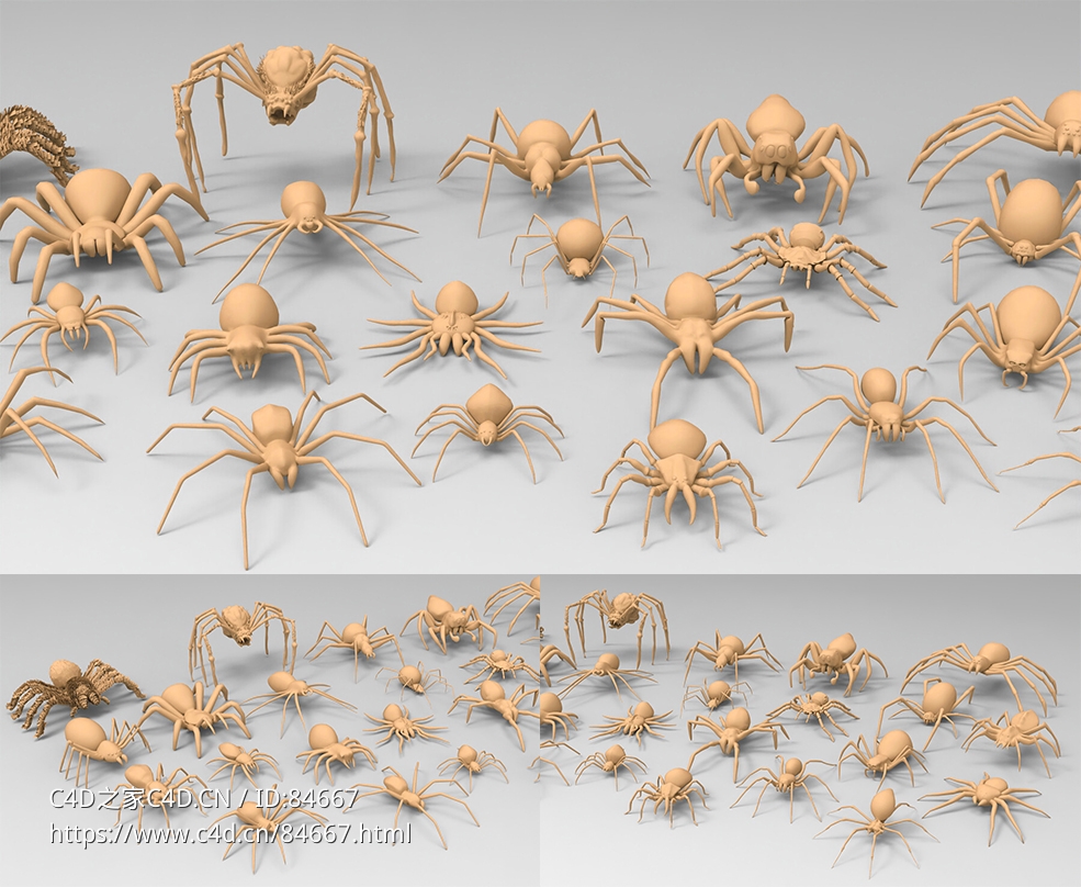 25只蜘蛛昆虫模型（白模）25 Basemesh spider collection - C4D之家 - 未标题-1.jpg