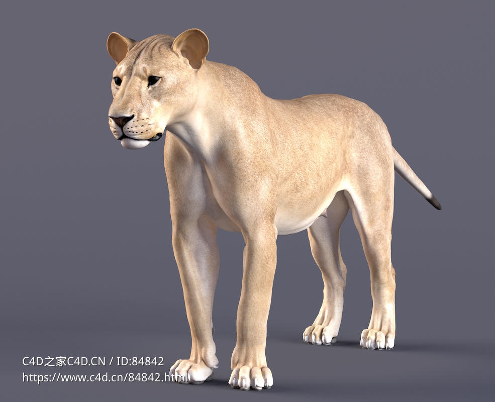 母狮雌性狮子非洲动物C4D模型Female Lion Rigged - C4D之家 - JF0L918B2_Lioness.jpg