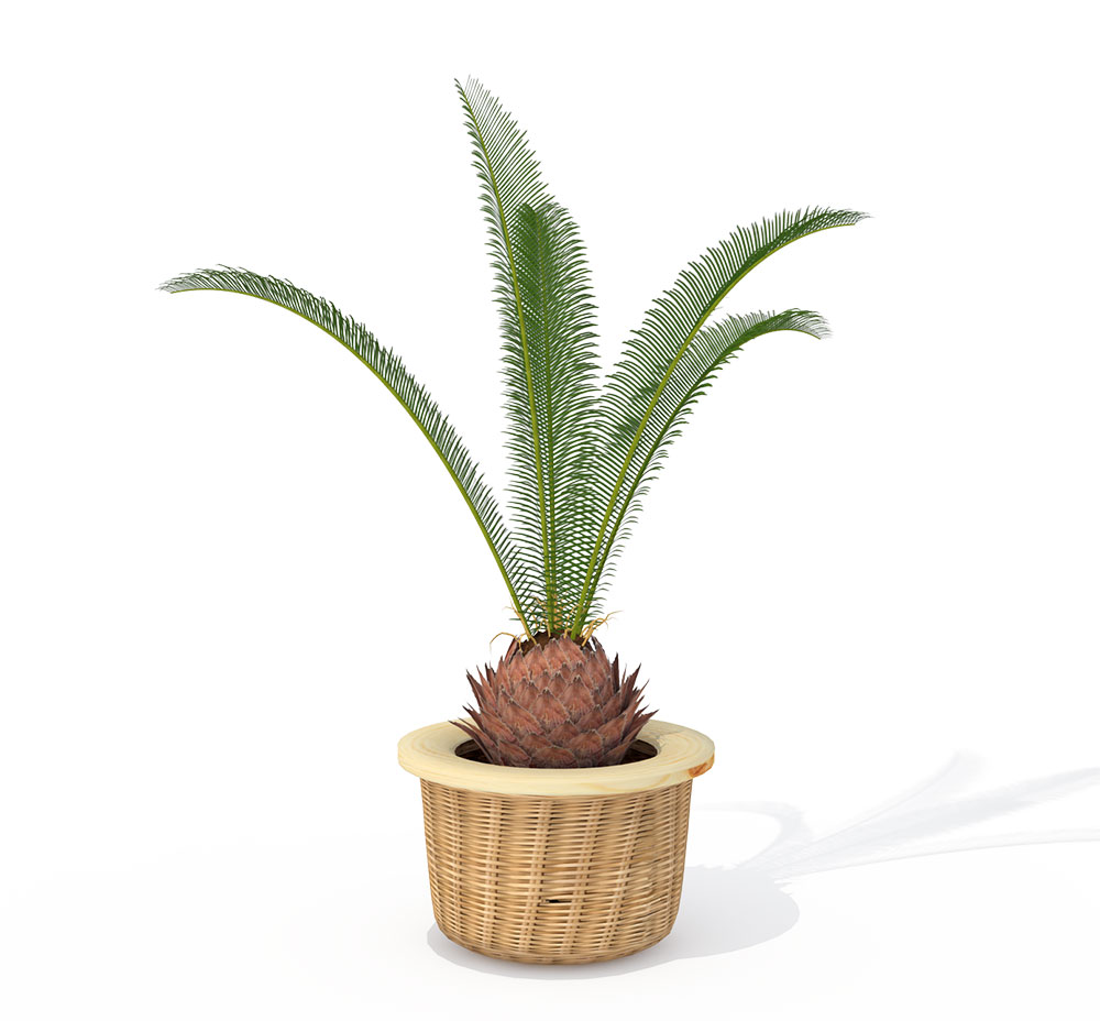 西米棕榈C4D模型 Sago Palm - C4D之家 - HP05_1pers.jpg