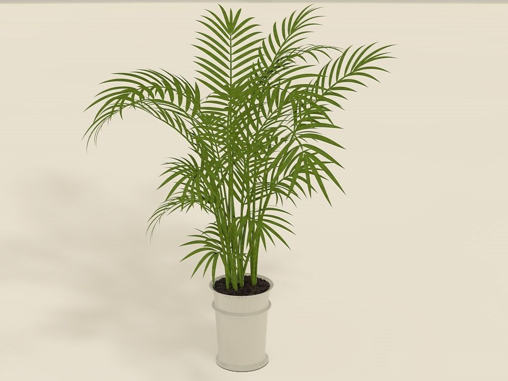 办公室装饰植物C4D模型 Areca Palm plant pot 3D Model - C4D之家 - areca-palm-plant-pot-3d-model-3ds-fbx-c4d.jpg