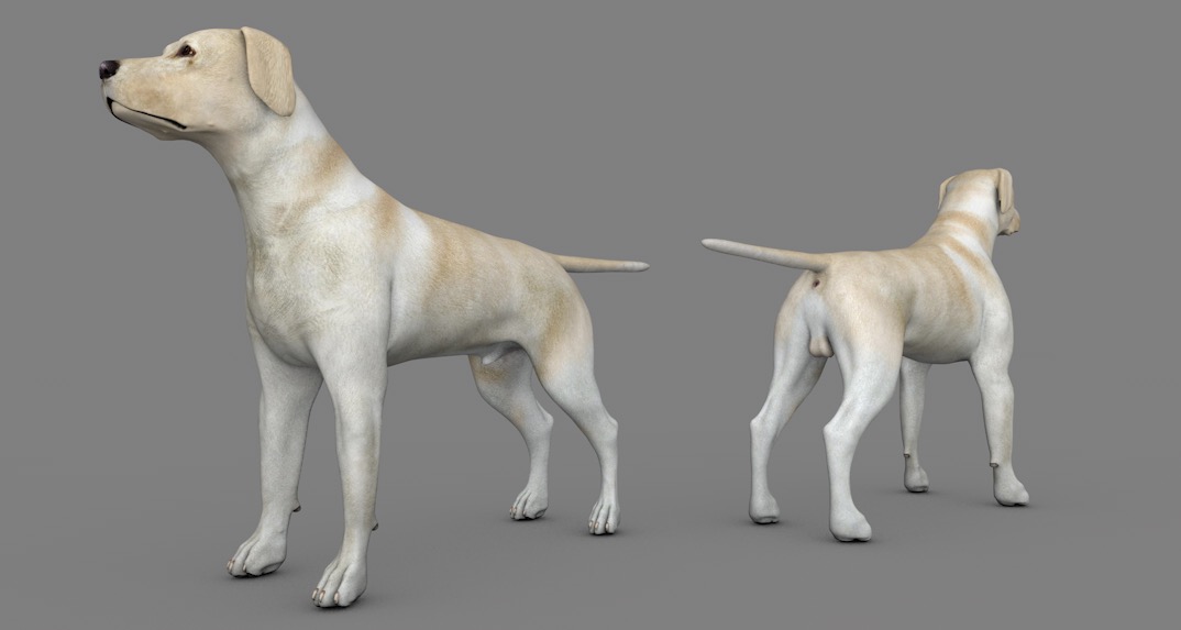 导盲犬 搜救犬 黄色拉布拉多宠物狗C4D模型 dog Labrador Yellow 3d model - C4D之家 - cinema4d_ 2017-01-02 18.56.27.jpg