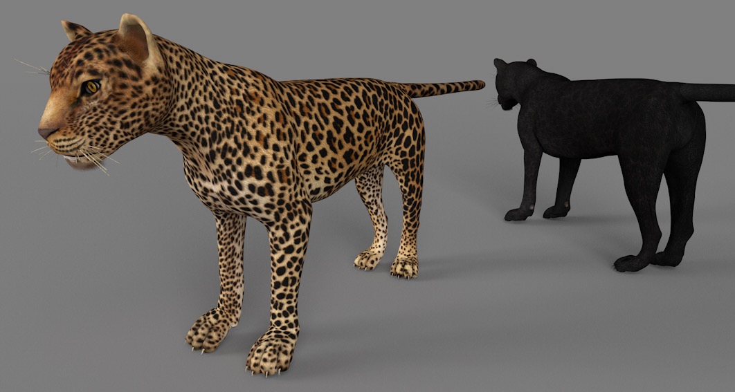 金钱豹 花豹 豹子C4D模型 Leopard 3d model - C4D之家 - cinema4d_ 2017-01-06 10.47.36.jpg