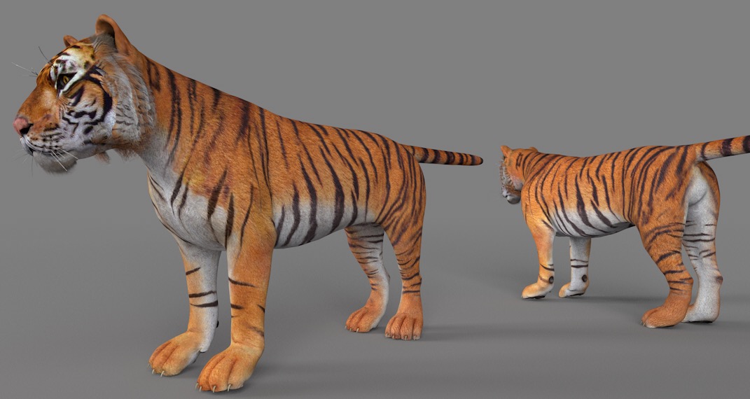 老虎C4D模型 Tiger 3d model - C4D之家 - cinema4d_ 2017-01-06 19.58.40.jpg