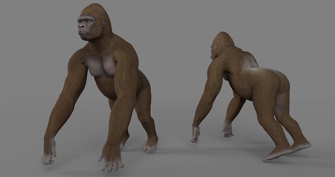 大猩猩C4D模型 Gorilla 3d model - C4D之家 - cinema4d_ 2017-01-07 12.46.36.jpg