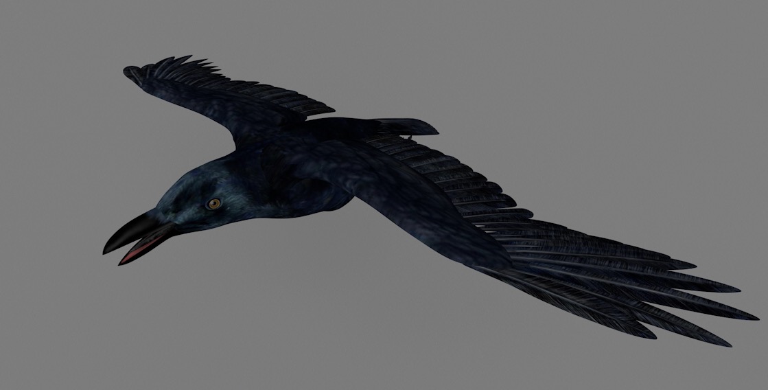 老鸹 乌鸦C4D模型 Raven 3d model - C4D之家 - cinema4d_ 2017-01-07 15.37.32.jpg