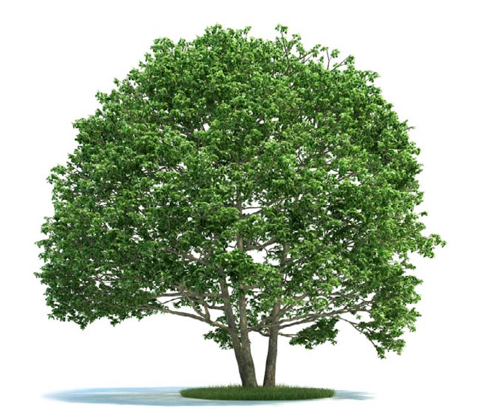 景观树 大树 绿树 桤木C4D模型 alnus 3d model - C4D之家 - archmodels_vol_58-2-拷贝.jpg