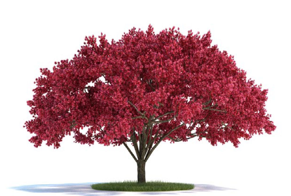 景观树 樱桃树C4D模型 cherry tree - C4D之家 - archmodels_vol_58-3.jpg