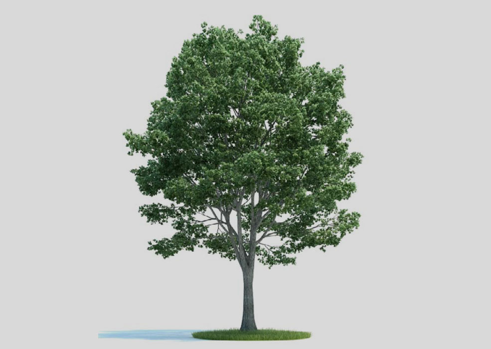 椴树 景观树 大树C4D模型 Tilia 3d model - C4D之家 - 4.jpg