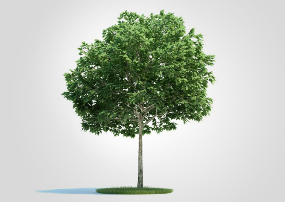 景观树 园林绿化树 花楸C4D模型 Sorbus 3d model - C4D之家 - 未标题-1.jpg