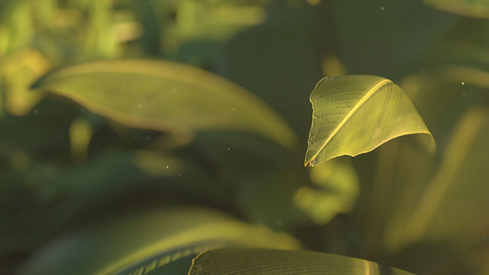 C4D Octane植物树叶渲染合成教程 Texturing and Rendering a Plant Scene Tutorial - C4D之家 - Cinema-4D-and-Octane-Texturing-and-Rendering-a-Plant-Scene-Tutorial.jpg