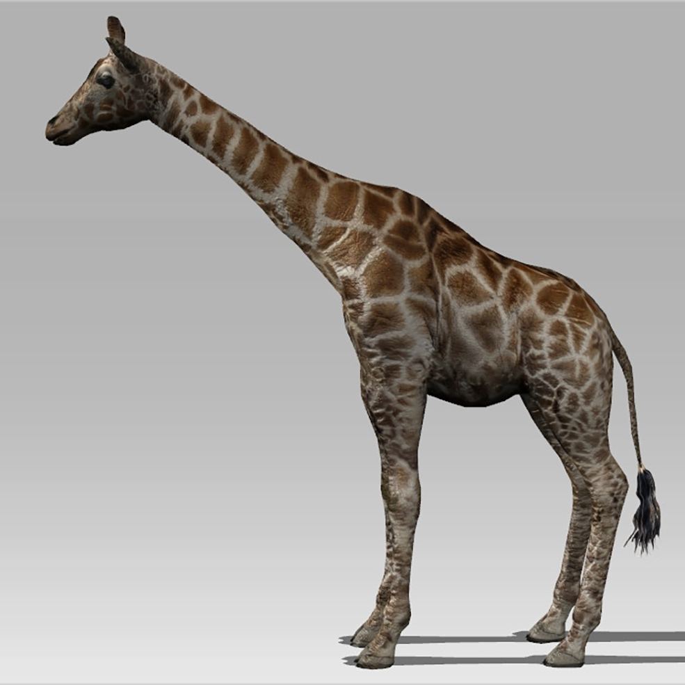 C4D长颈鹿绑定动画模型 Giraffe 3D MODEL - C4D之家 - GiraffePromoB_1024x1024.jpg