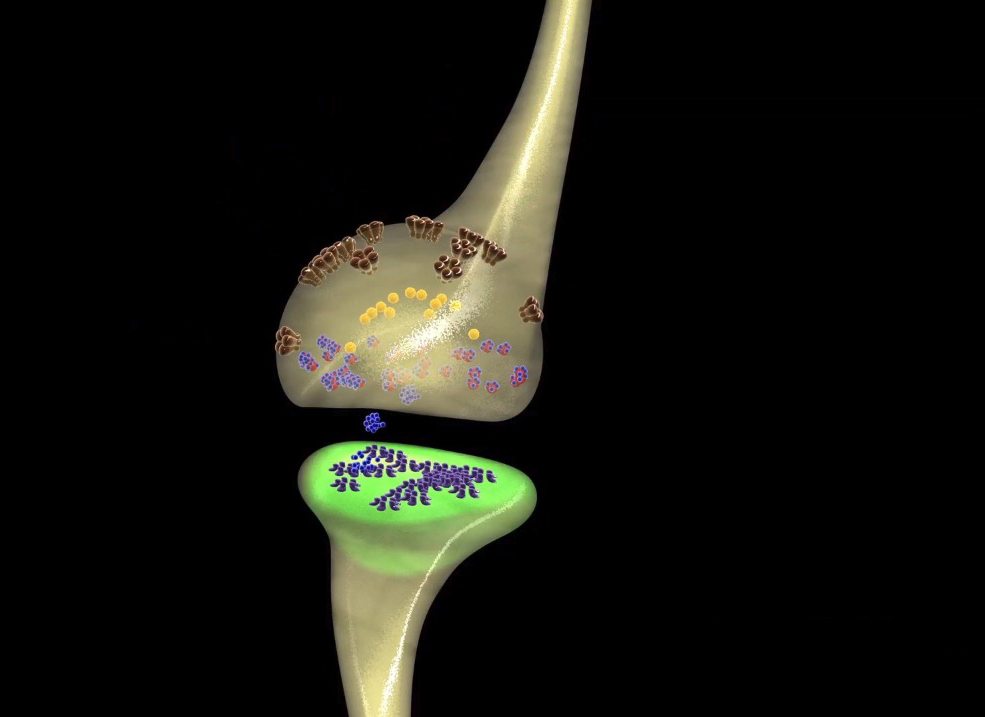 C4D医学动画工程文件:神经元突触传递 Synaptic Transmission - C4D之家 - 屏幕快照 2018-12-20 22.16.49.jpg