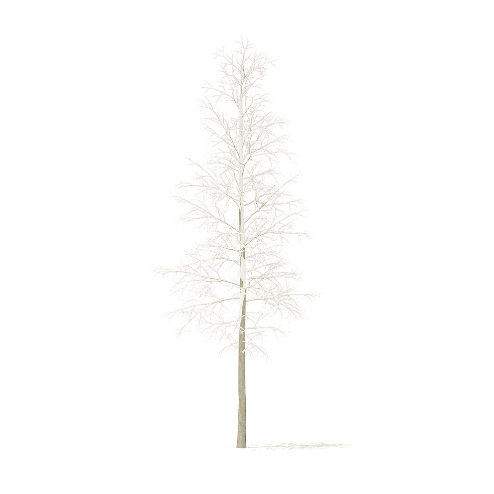 冬天的树木C4D模型 Trees in winter - C4D之家 - cgaxis_models_100_26.jpg