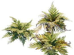 蕨类植物c4d模型下载fern