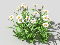 雏菊马兰头花延命菊春菊太阳菊花卉植物C4D模型 daisy-b 3d model