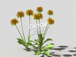 开花的蒲公英植物C4D模型 dandelion-b3 3d model