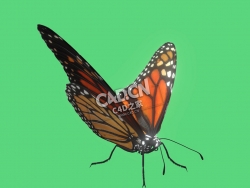 帝王蝶C4D模型下载 Monarch Butterfly-2