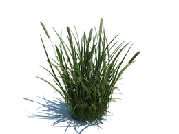 猫尾草梯牧草c4d植物杂草模型下载Phleum pratense L v3