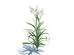 虉草c4d植物杂草模型下载Phalaris arundinacea v1