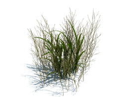 草地杂草植物杂草模型下载simple grass v2