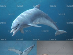 海洋动物：鲸鱼 海豚 海豹C4D模型 Pack - Marine Mammals 3D model