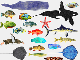 20个低面海洋鱼类插图模型合集 Fish Illustration Collection – Animted Part 3