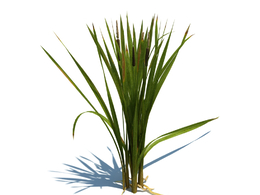 象牙菜植物杂草模型下载Typha latifolia L. v3