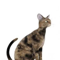 黑花猫咪3D模型 Cats 3D models