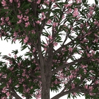 桃树 桃花盛开C4D模型 Peach 3d model