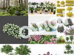 17套景观花卉3D模型 CGTrader – Plants 3D-Models Collection July 2019