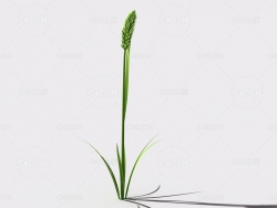 提摩西草猫尾草植物C4D模型 timothy-grass-b1