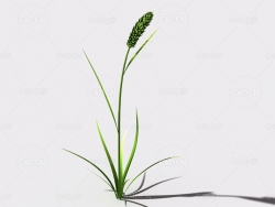 提摩西草猫尾草植物C4D模型 timothy-grass-a3