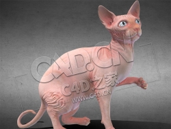 C4D宠物猫无毛猫动模型 Sphynx