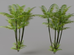 热带树木C4D模型 Tropical trees