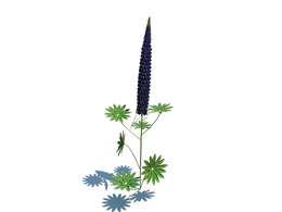 鲁冰花Lupinus polyphyllus L. v1