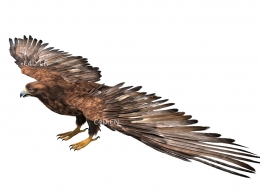 老鹰模型DisneyTD - Golden Eagle Fur Rigged