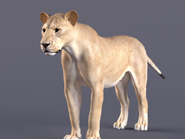 母狮雌性狮子非洲动物C4D模型Female Lion Rigged