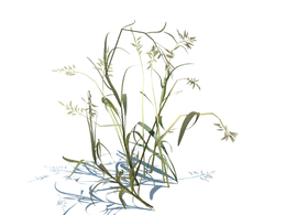 草芦植物杂草模型下载Phalaris arundinacea v2