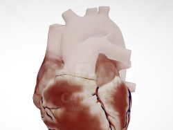 心脏 Normal Neonatal Heart