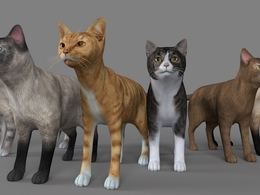 11只名贵宠物猫C4D模型合集 Pet cat 3d model