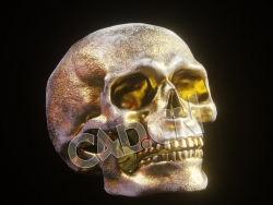 C4D人头骨骷髅头模型 Billelis Skull 3D model